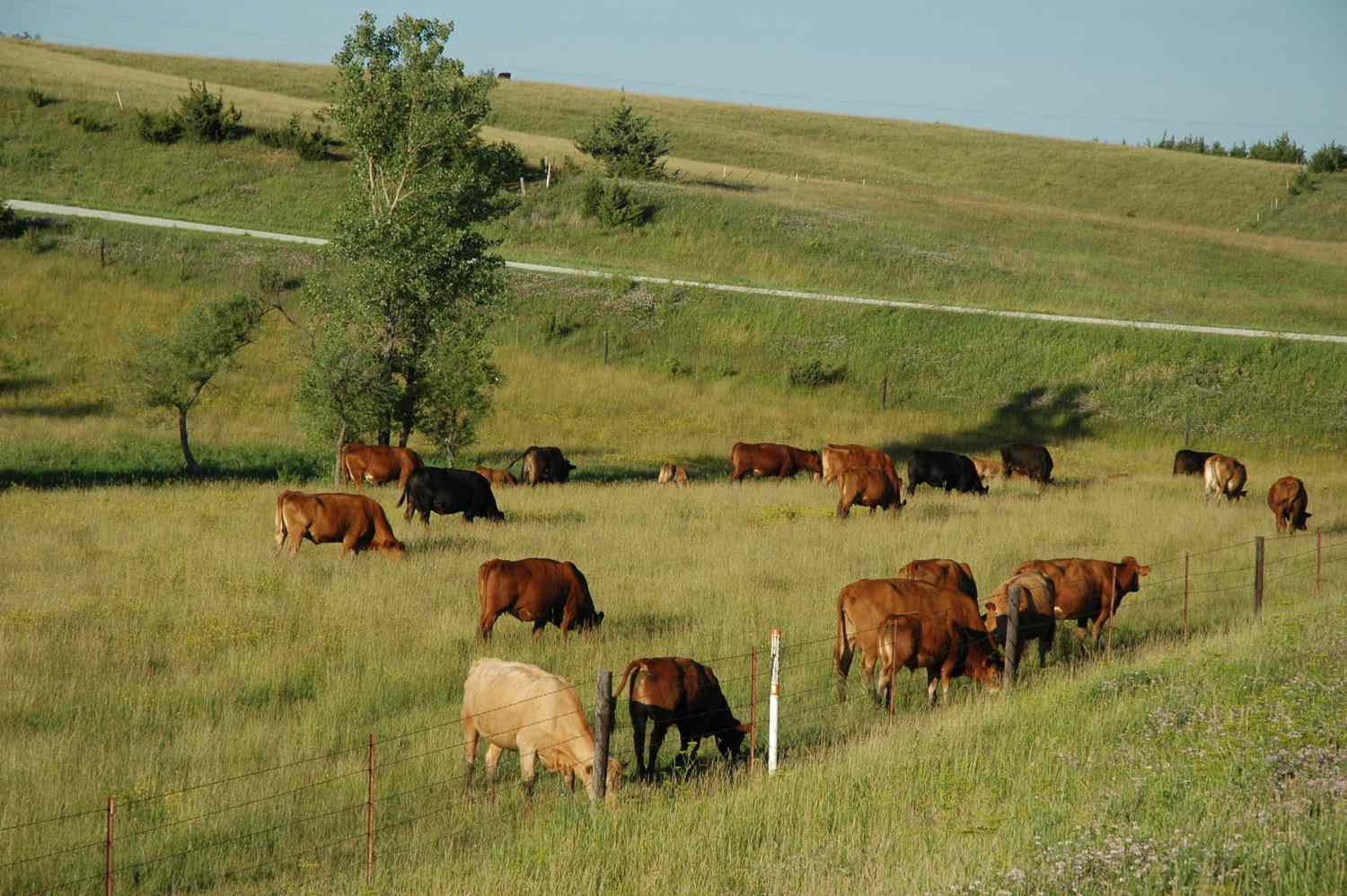 Livestock and Grazing Plan — KZN
