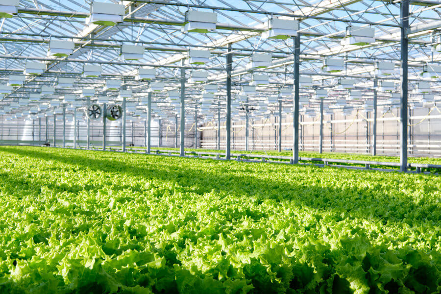 Controlled Environment Agriculture