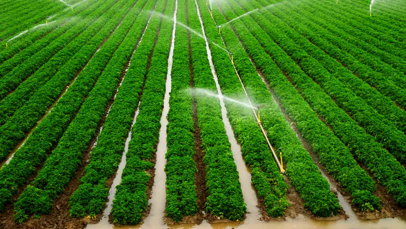Irrigation and Water Management