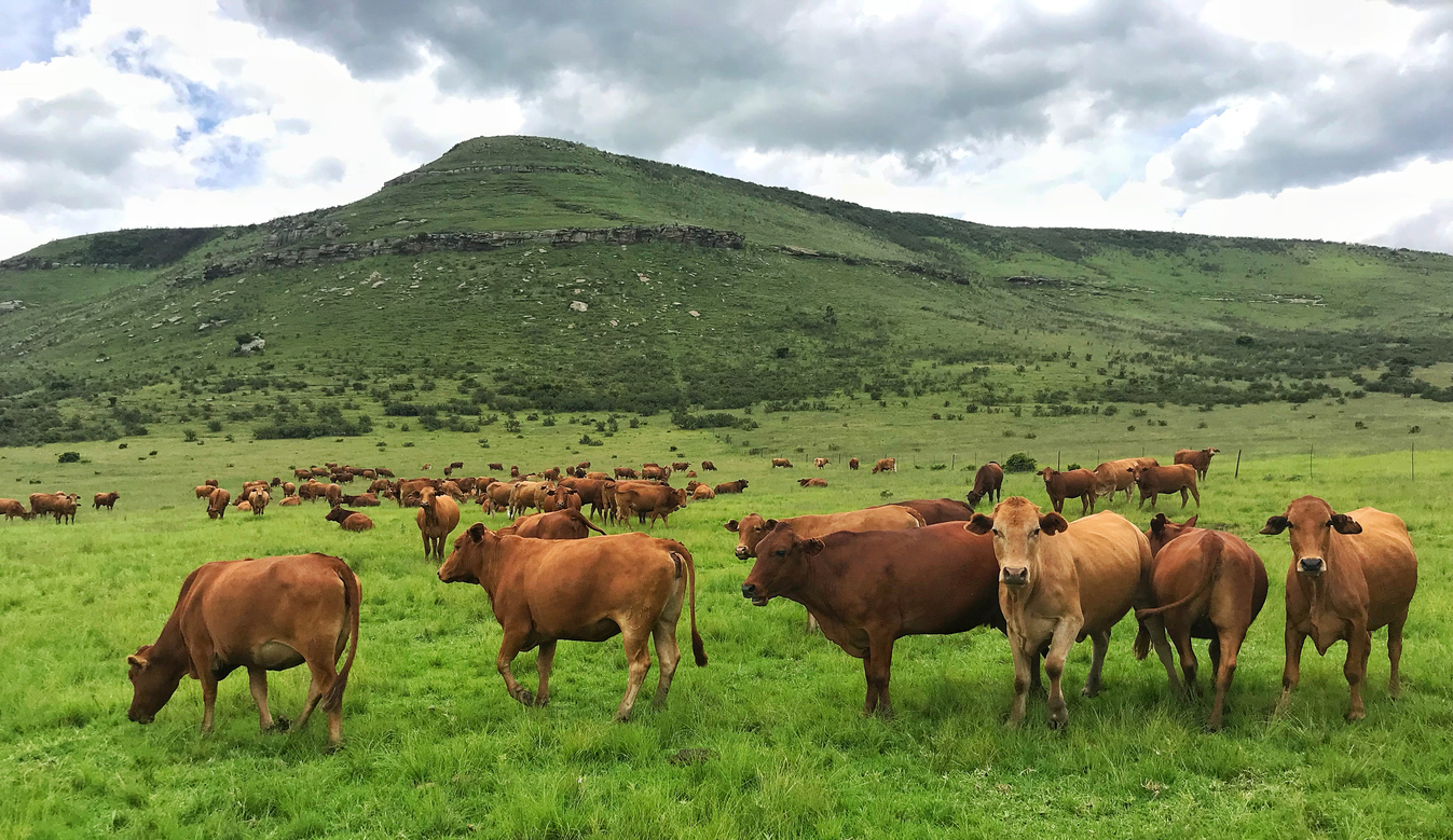 Livestock and Pasture Management